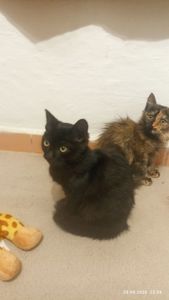 Кошенята -котики -муркотики