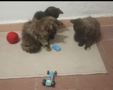 Кошенята -котики -муркотики