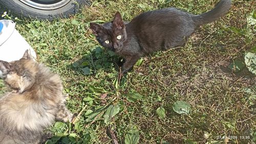 Кошенята -котики -муркотики