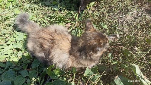 Кошенята -котики -муркотики
