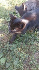 Кошенята -котики -муркотики