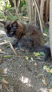 Кошенята -котики -муркотики