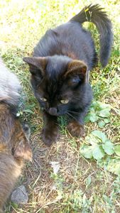 Кошенята -котики -муркотики