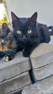 Кошенята -котики -муркотики