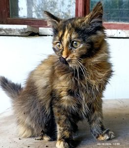 Кошенята -котики -муркотики