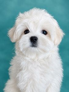Класнючій мальтезе