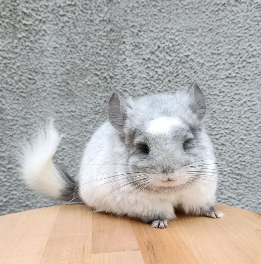 Бiлий оксамит