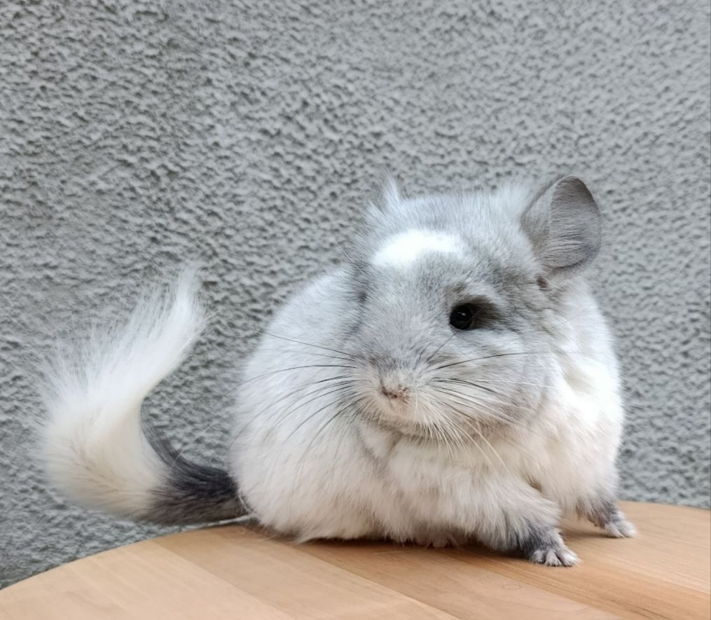 Бiлий оксамит