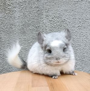 Бiлий оксамит