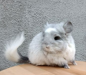 Бiлий оксамит