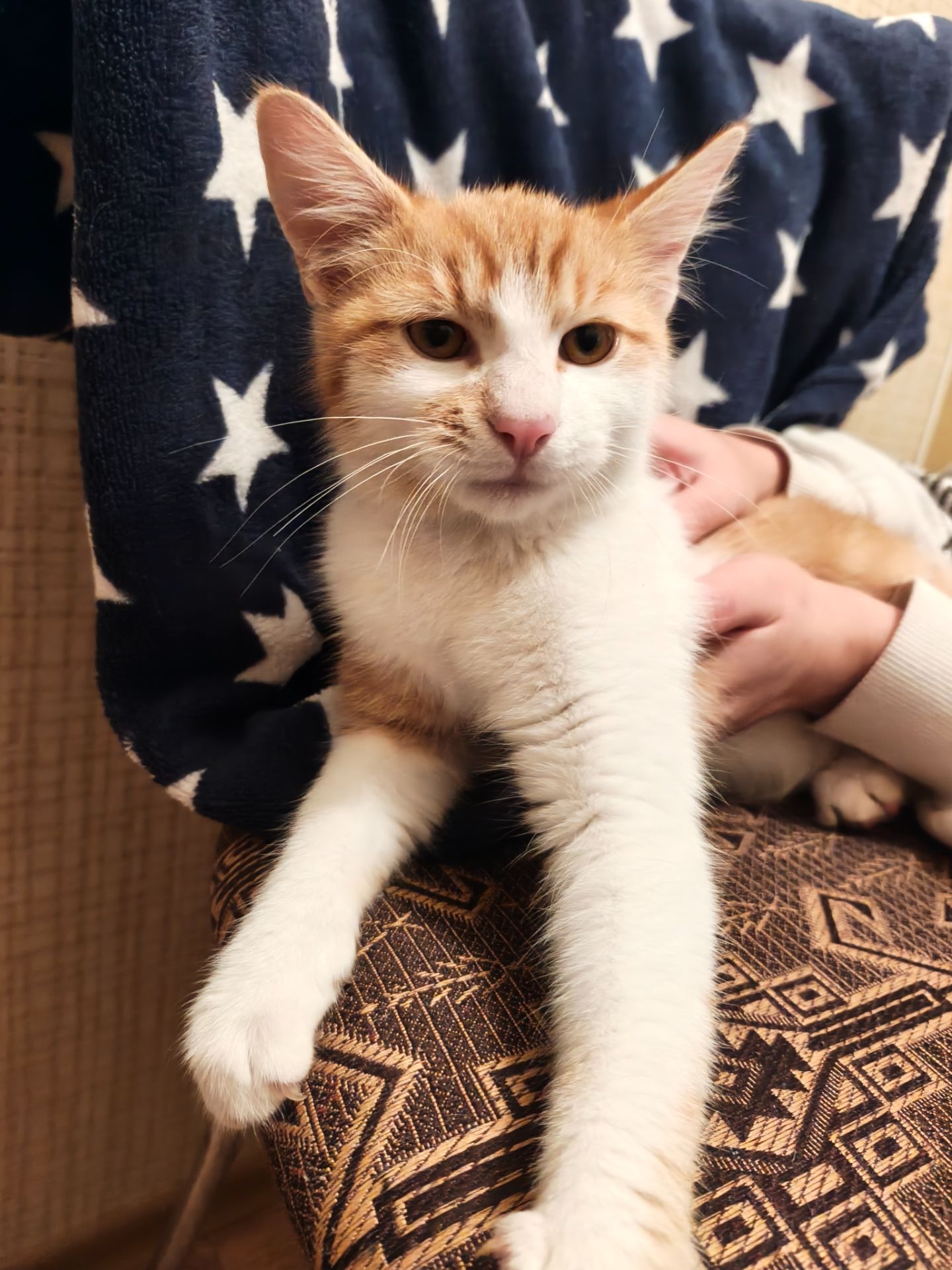 Котик 4-5 міс