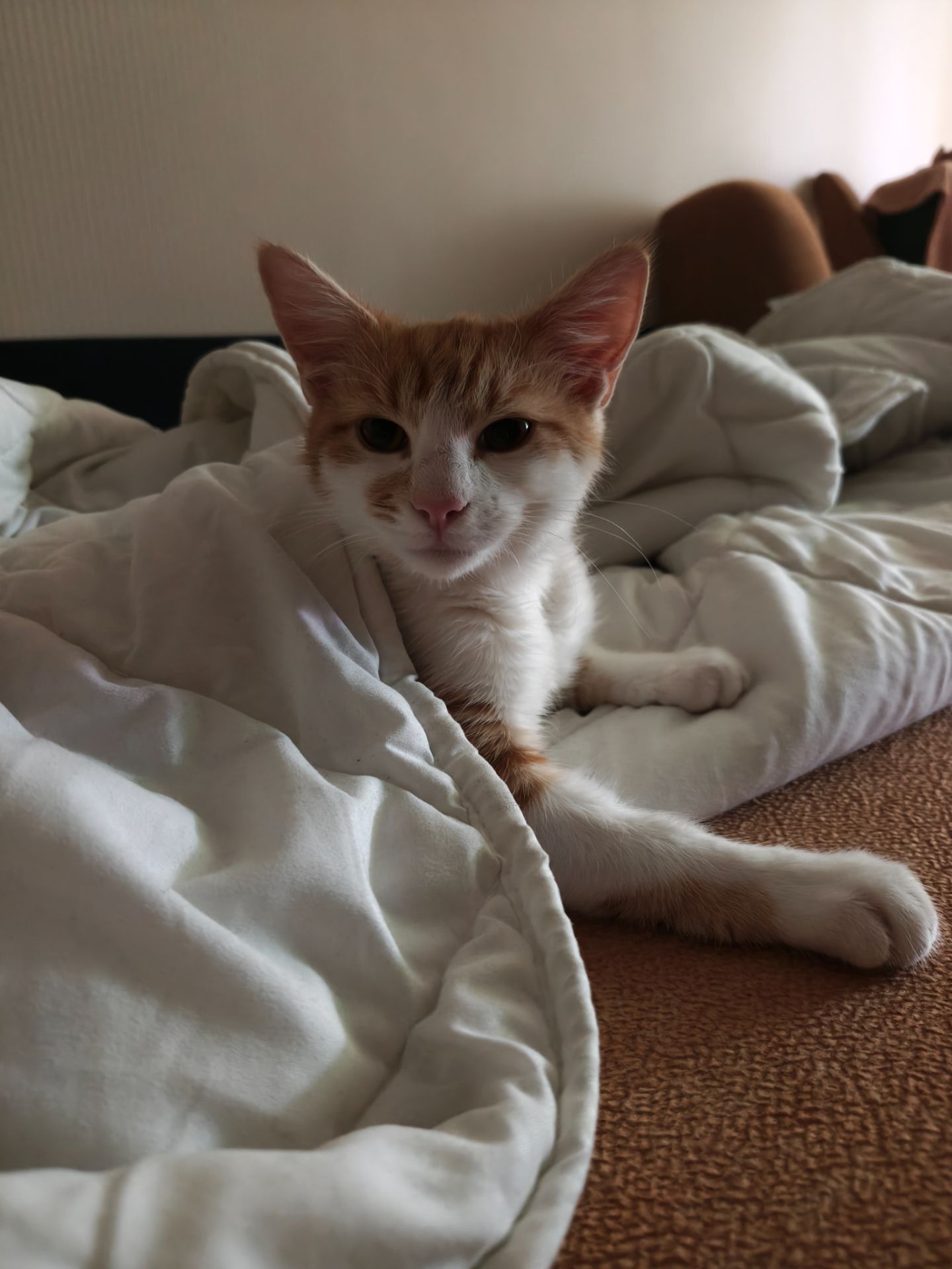Котик 4-5 міс