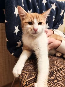 Котик 4-5 міс