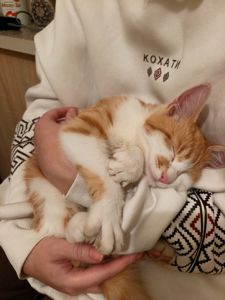 Котик 4-5 міс