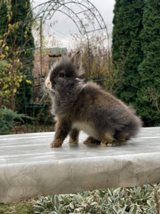 Дівчинка Lionhead