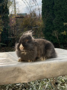Дівчинка lionhead