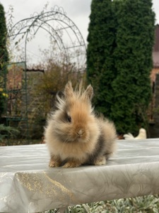 Хлопчик Lionhead