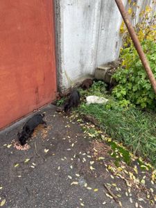 Шукають дім. Виїзд місто Сквира в сторону Ружина