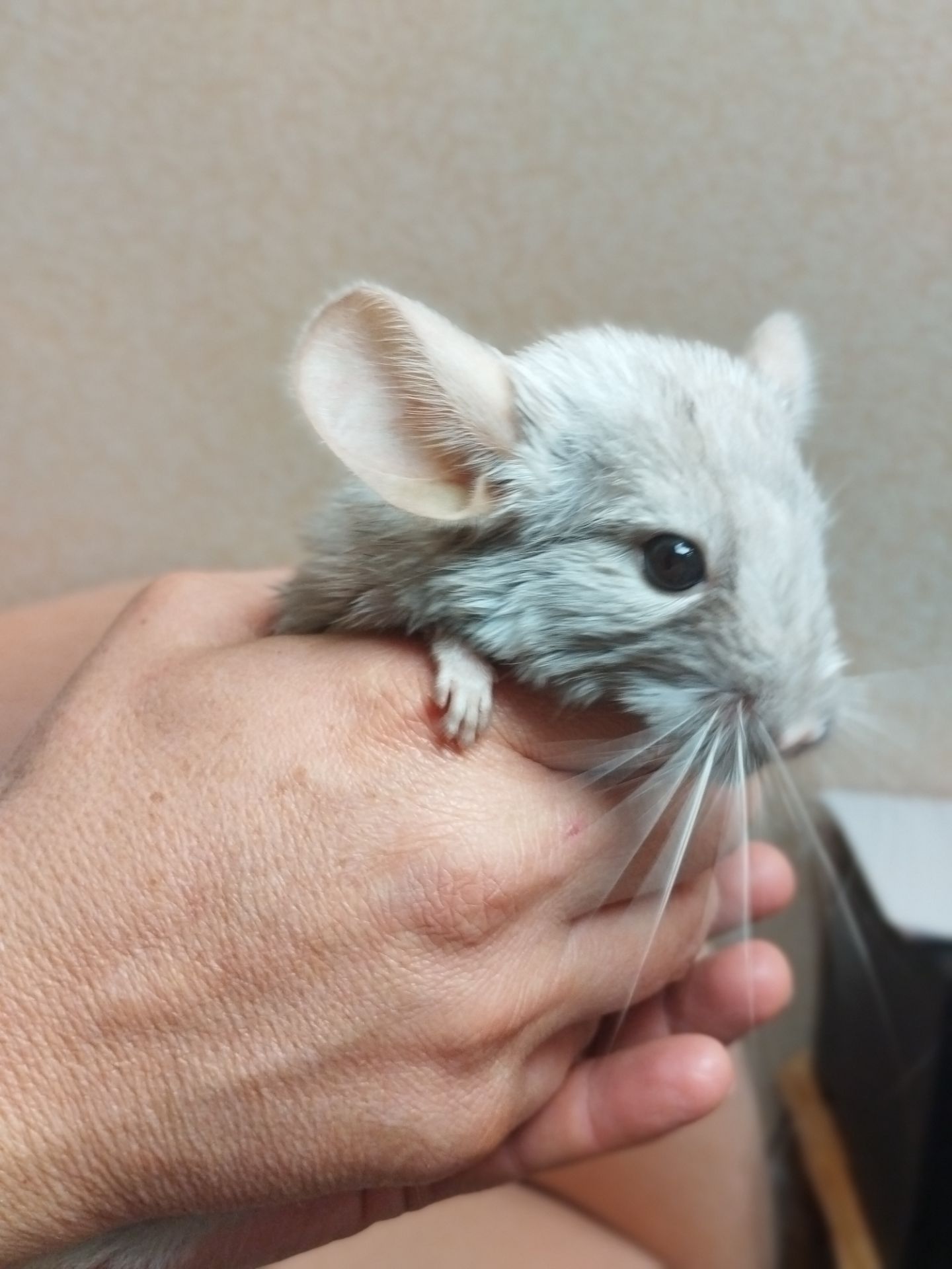 Шиншила довго хвоста