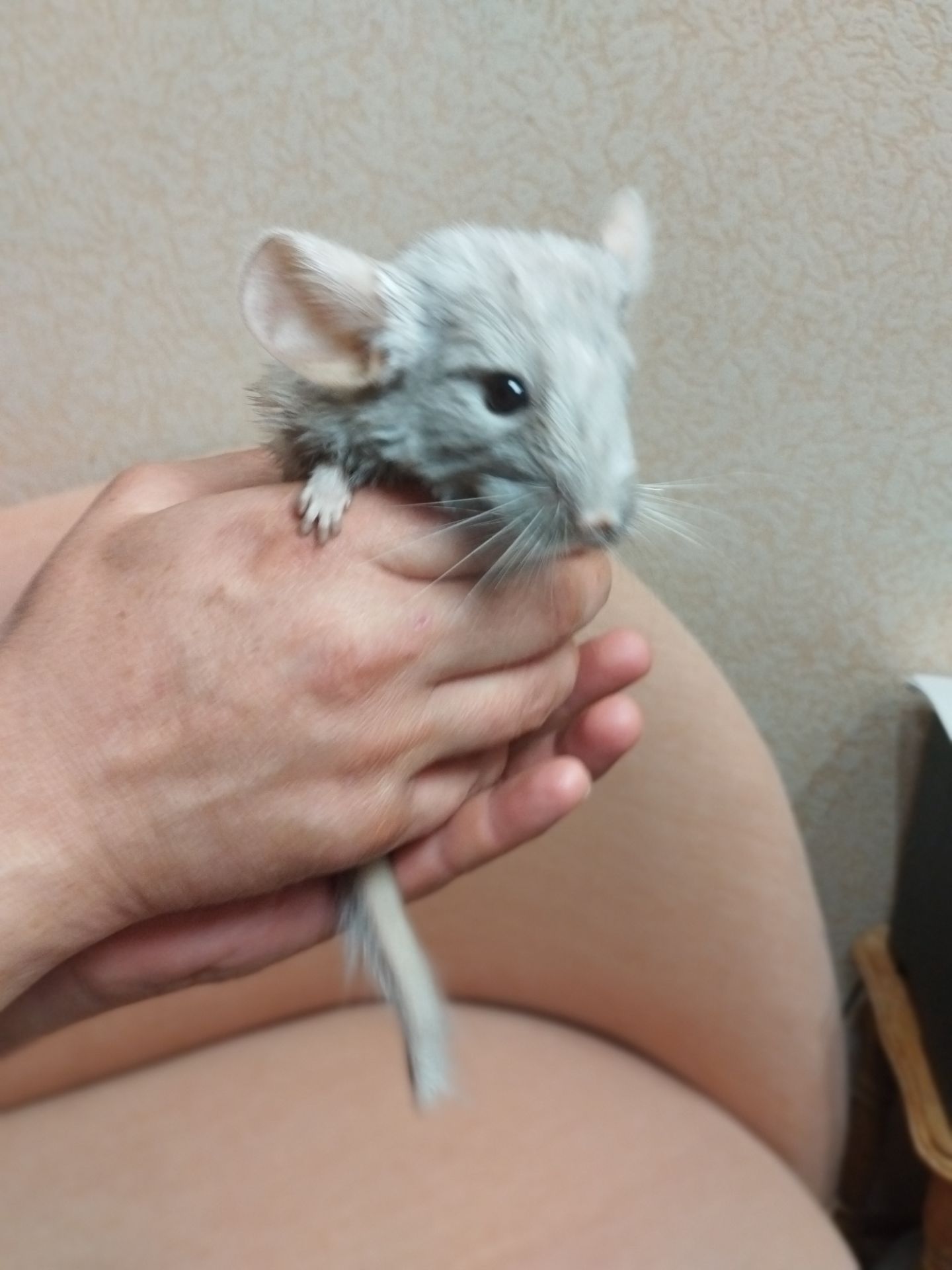 Шиншила довго хвоста