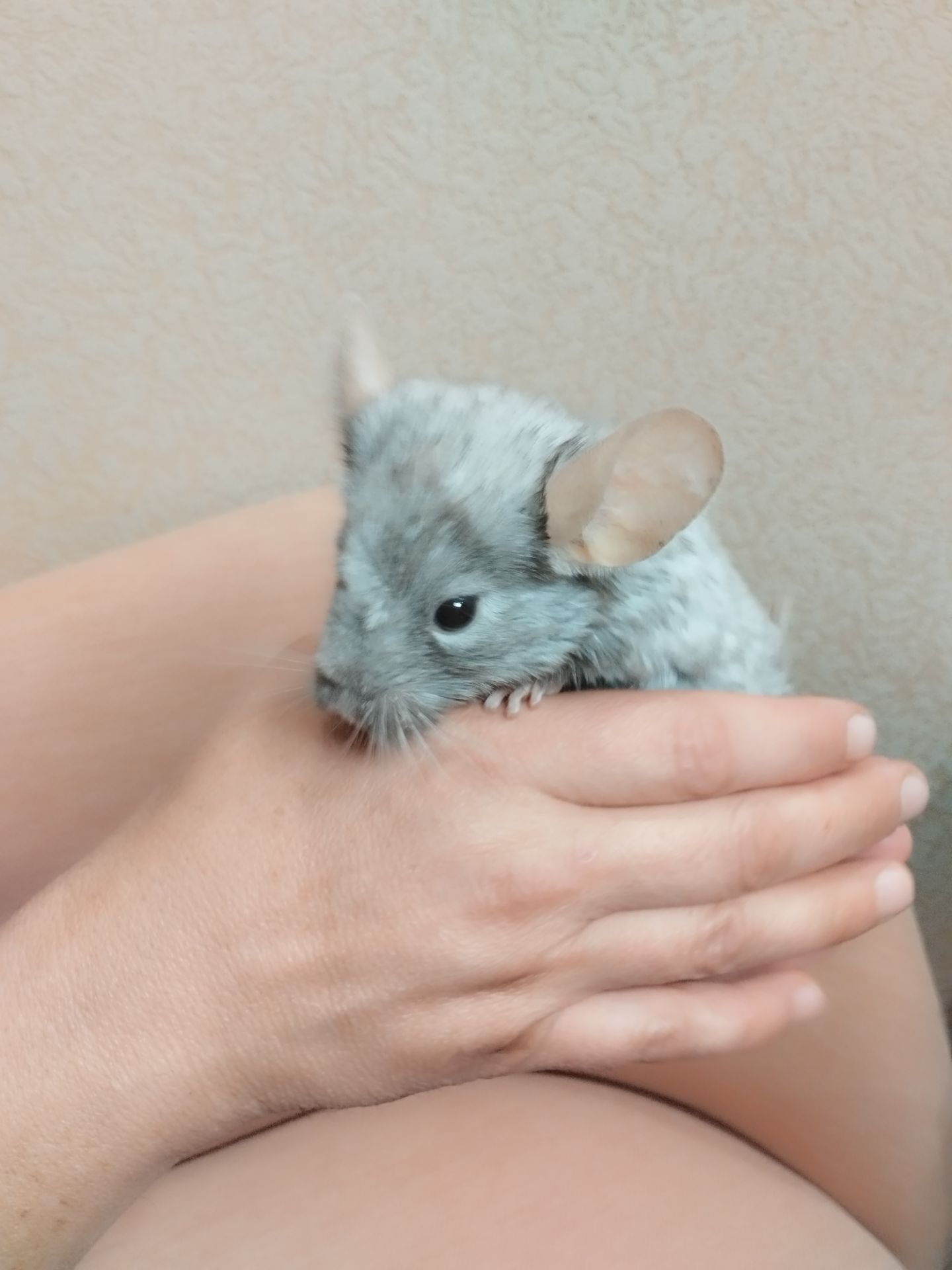 Шиншила довго хвоста