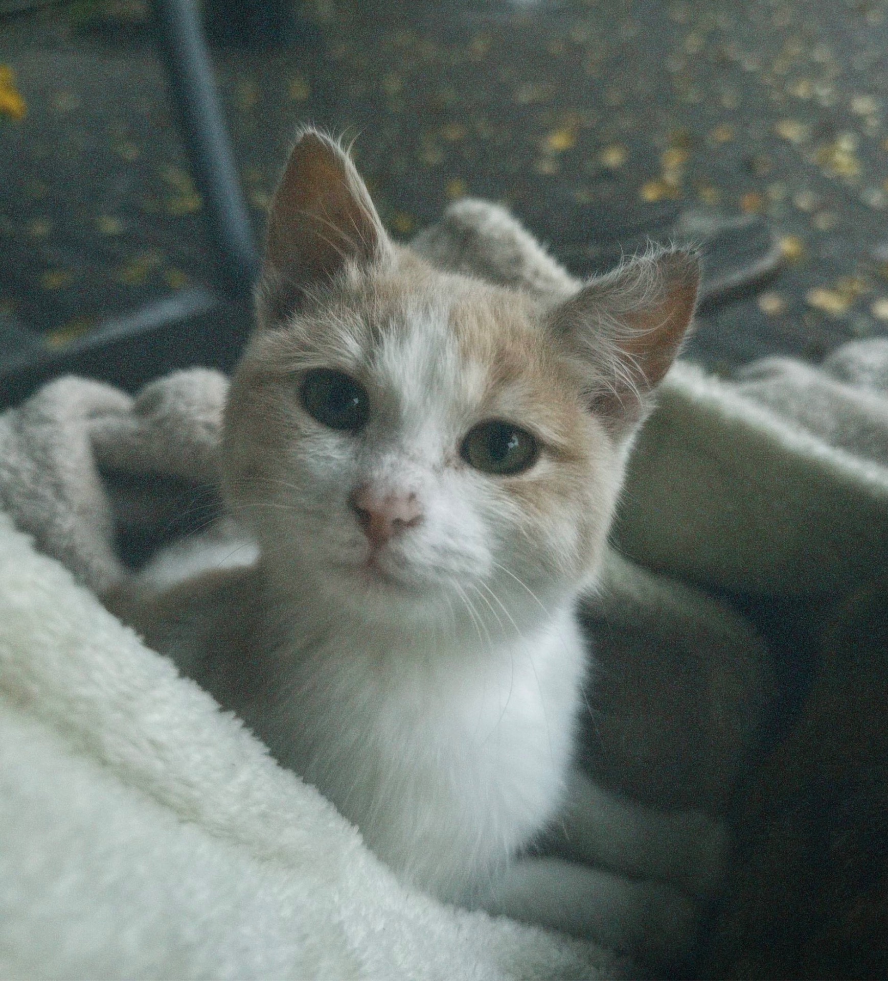 Миле кошеня