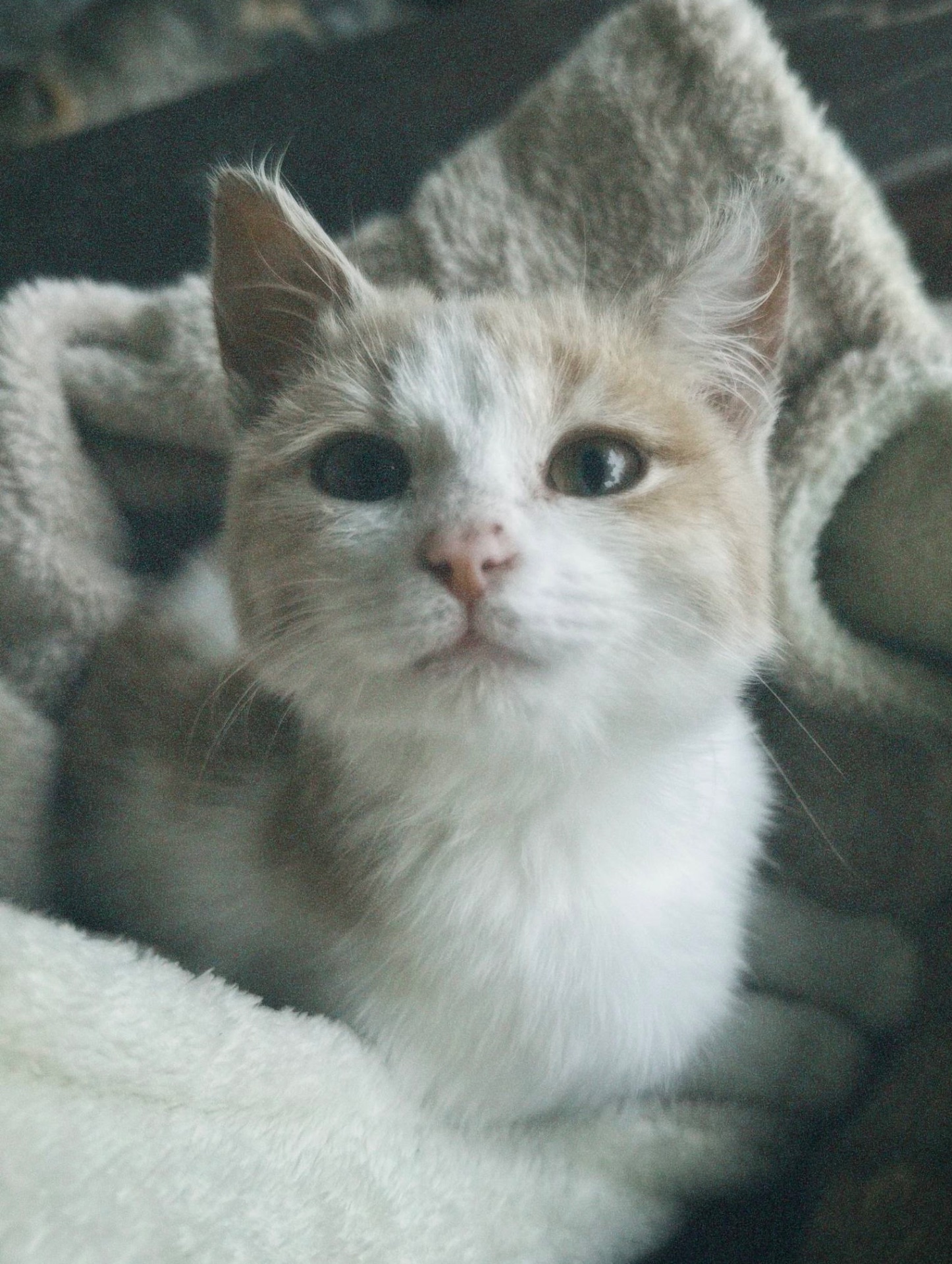 Миле кошеня