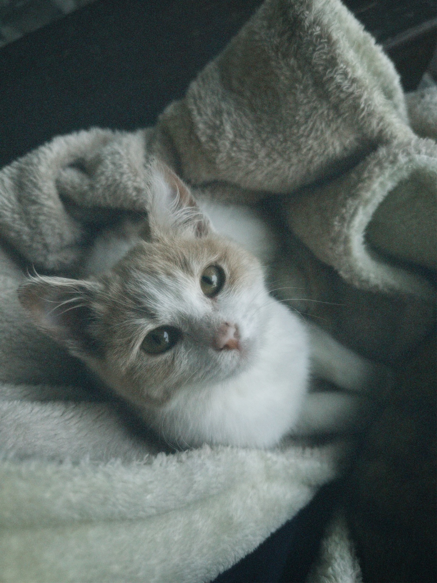 Миле кошеня