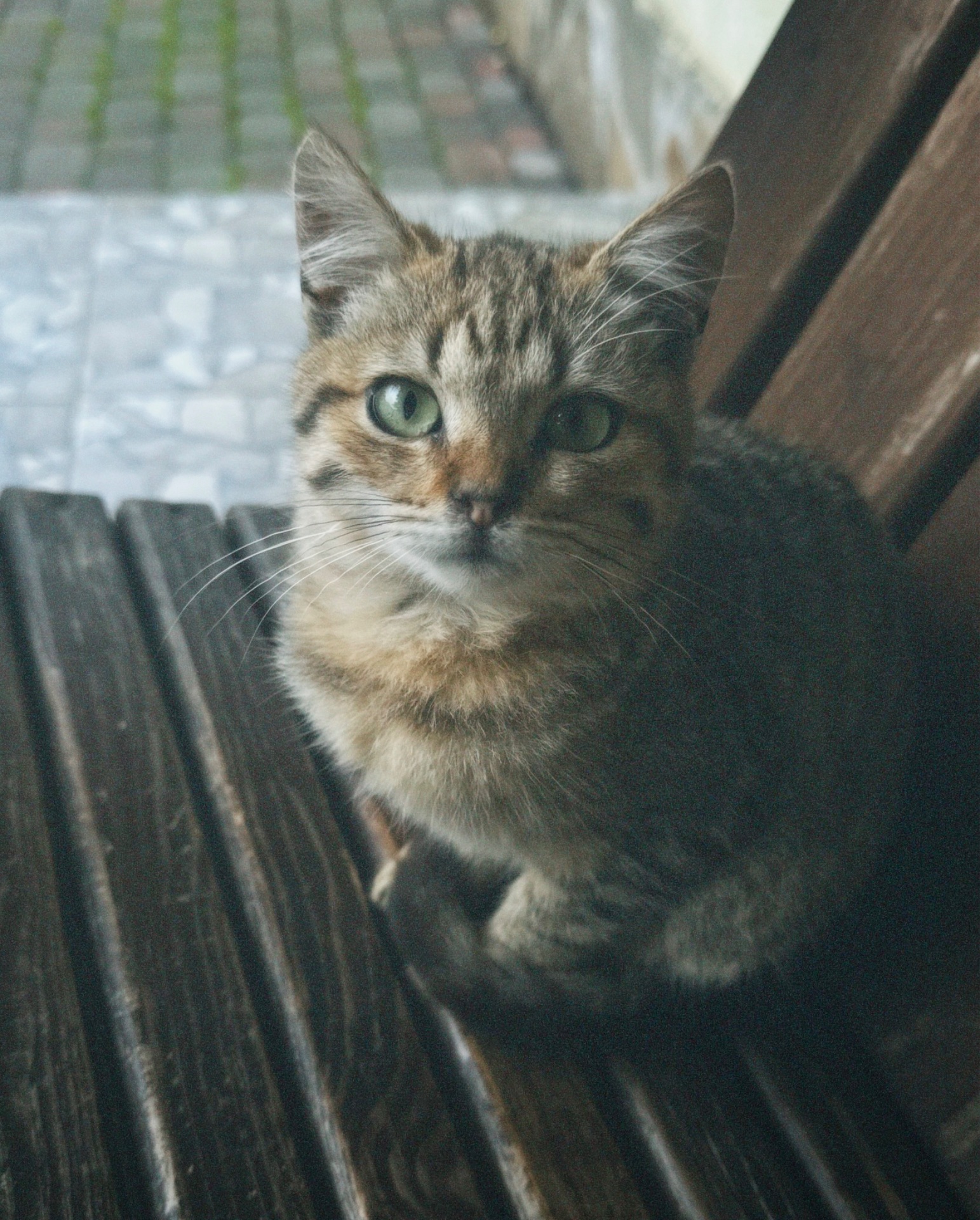 Активне кошеня