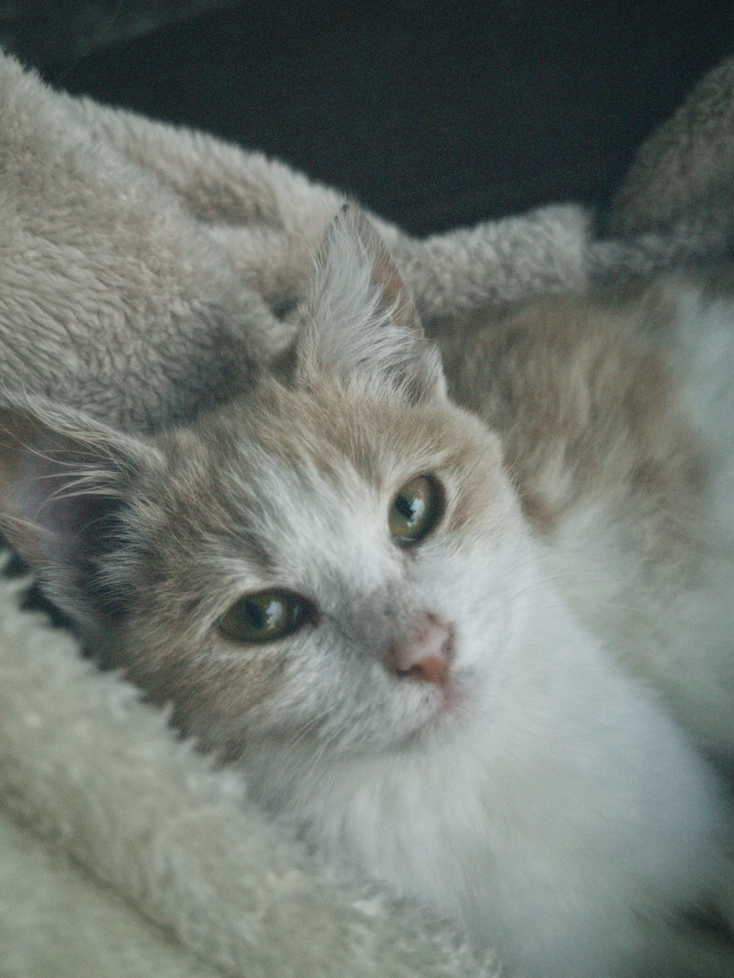 Миле кошеня