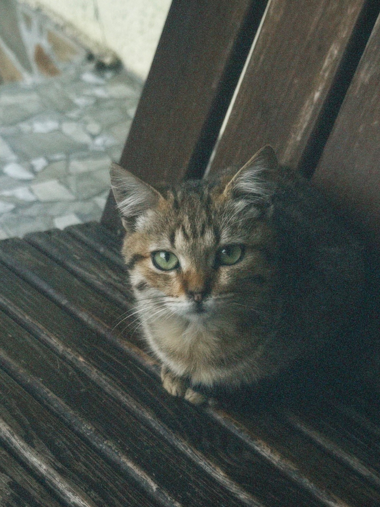 Активне кошеня