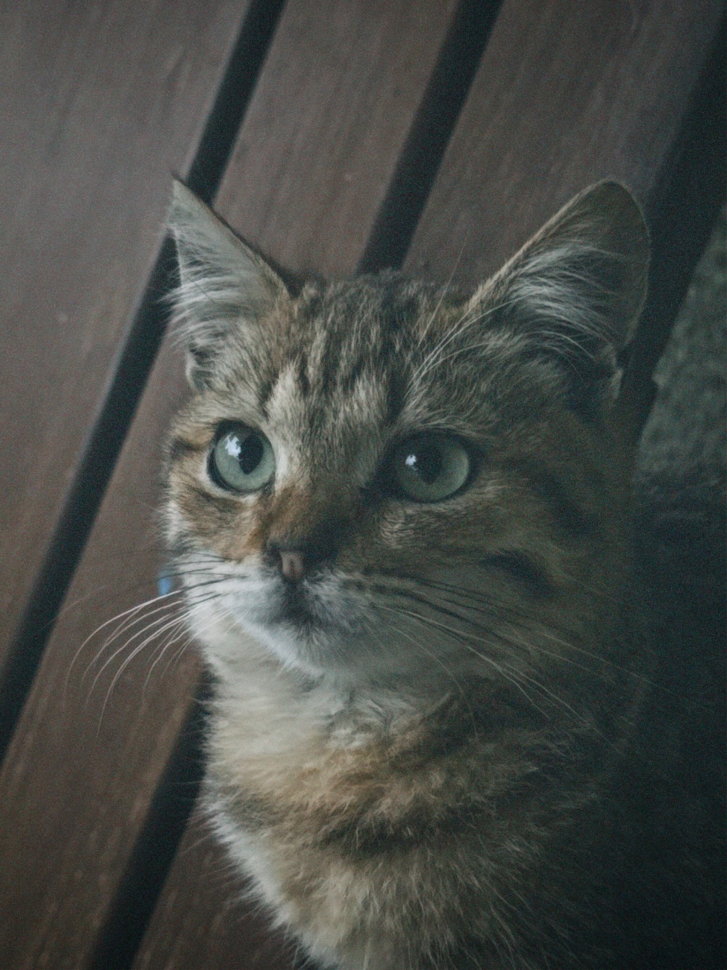 Активне кошеня