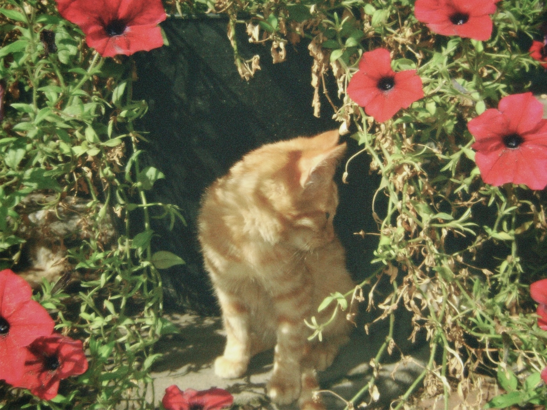 Спокійне кошеня