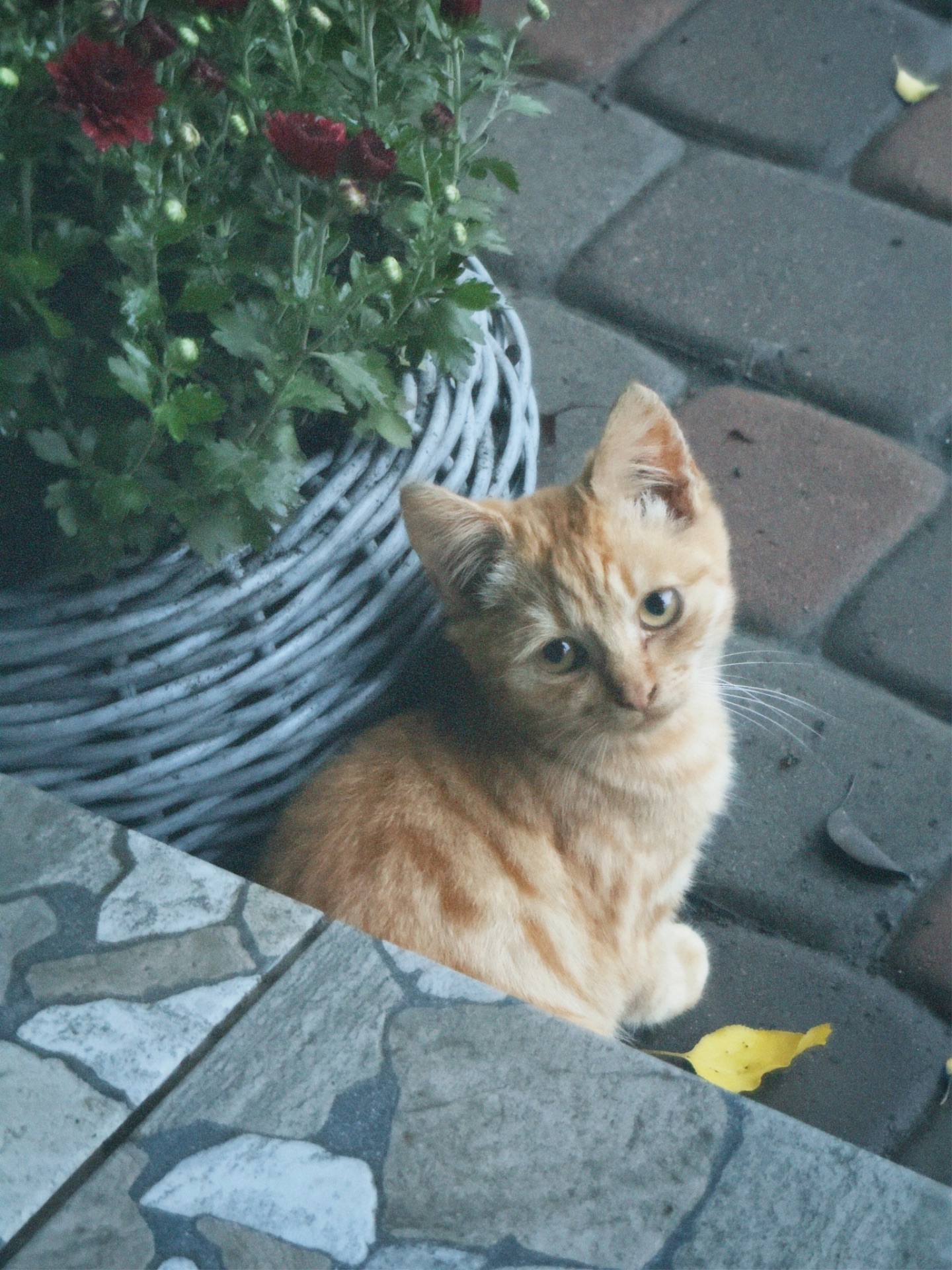 Спокійне кошеня