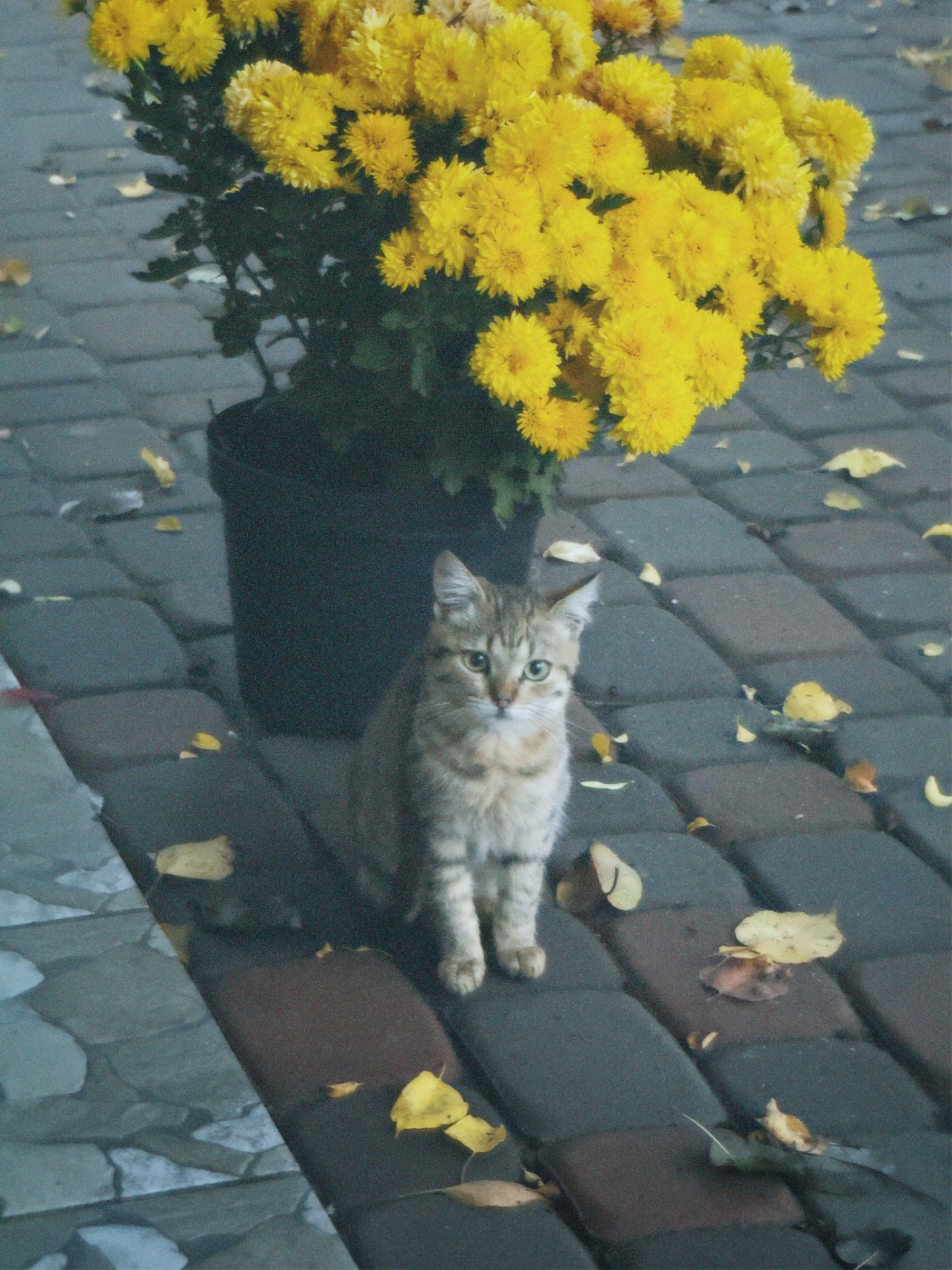 Активне кошеня