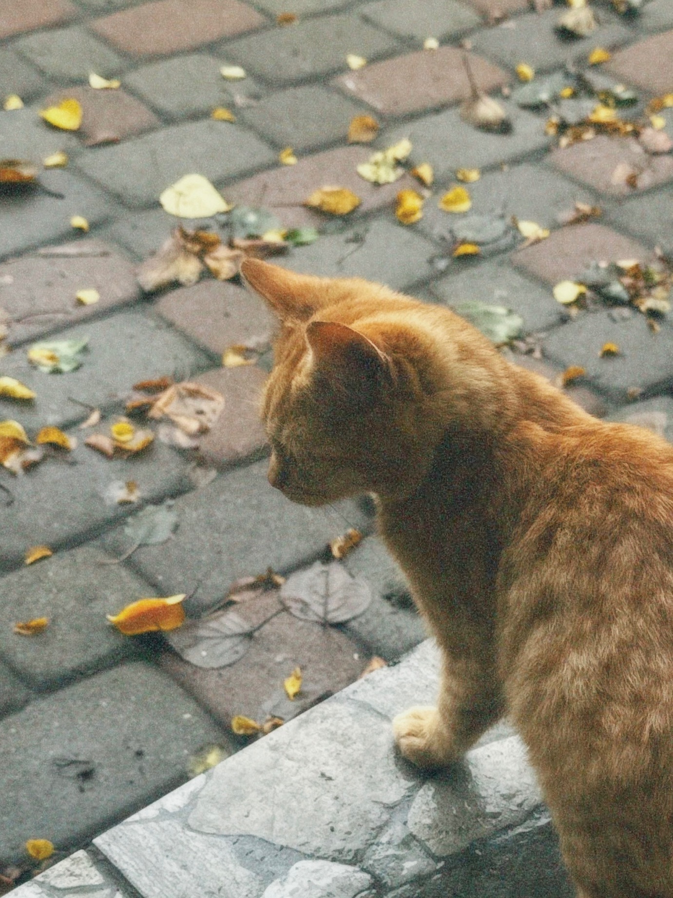 Спокійне кошеня