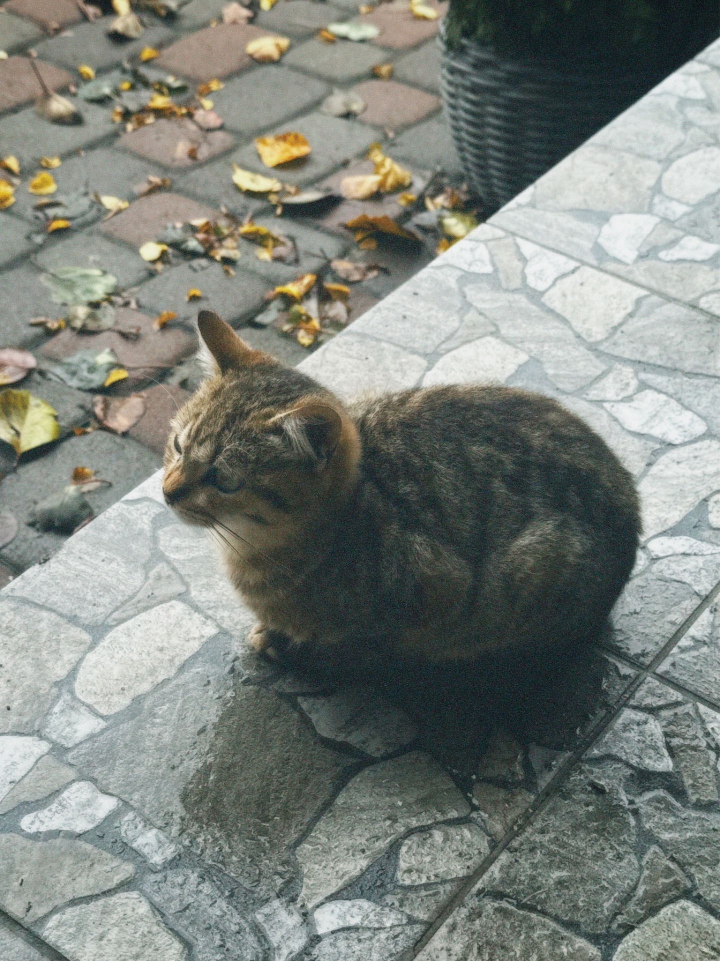 Активне кошеня