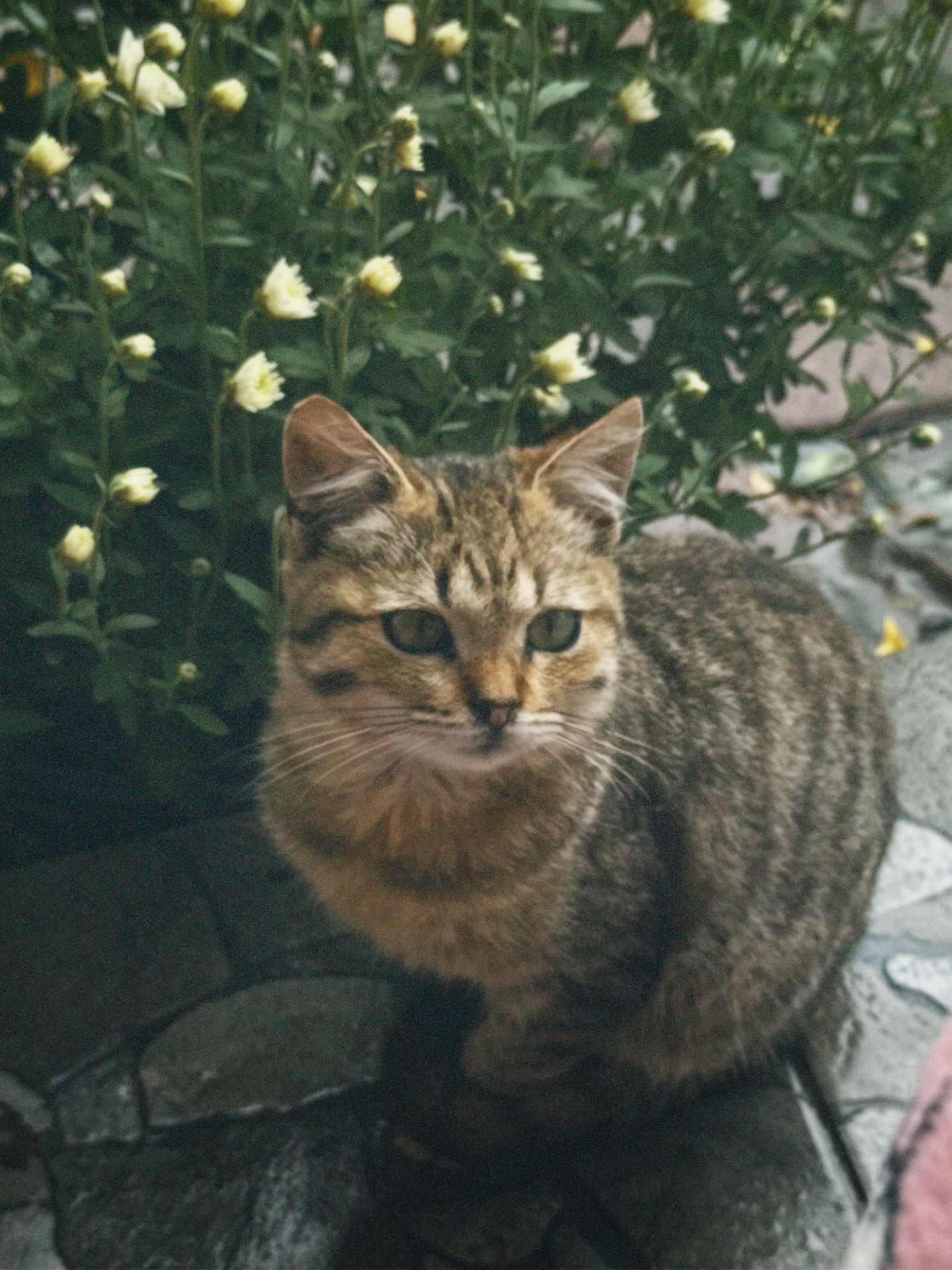 Активне кошеня