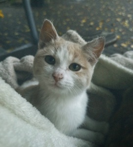 Миле кошеня