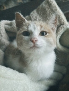 Миле кошеня