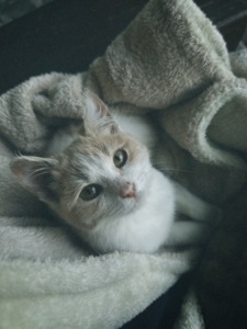 Миле кошеня