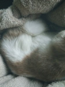 Миле кошеня