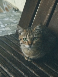 Активне кошеня