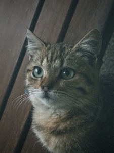 Активне кошеня