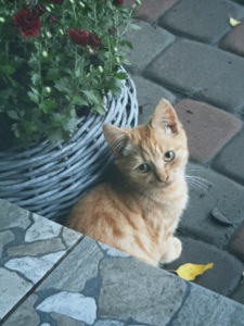 Спокійне кошеня