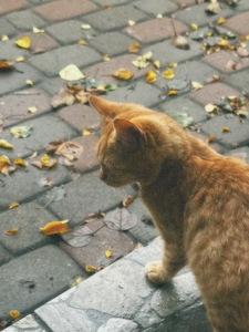 Спокійне кошеня