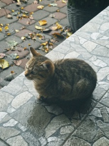 Активне кошеня