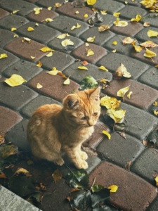 Спокійне кошеня