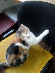 Кошеня Піпетка, 3 міс