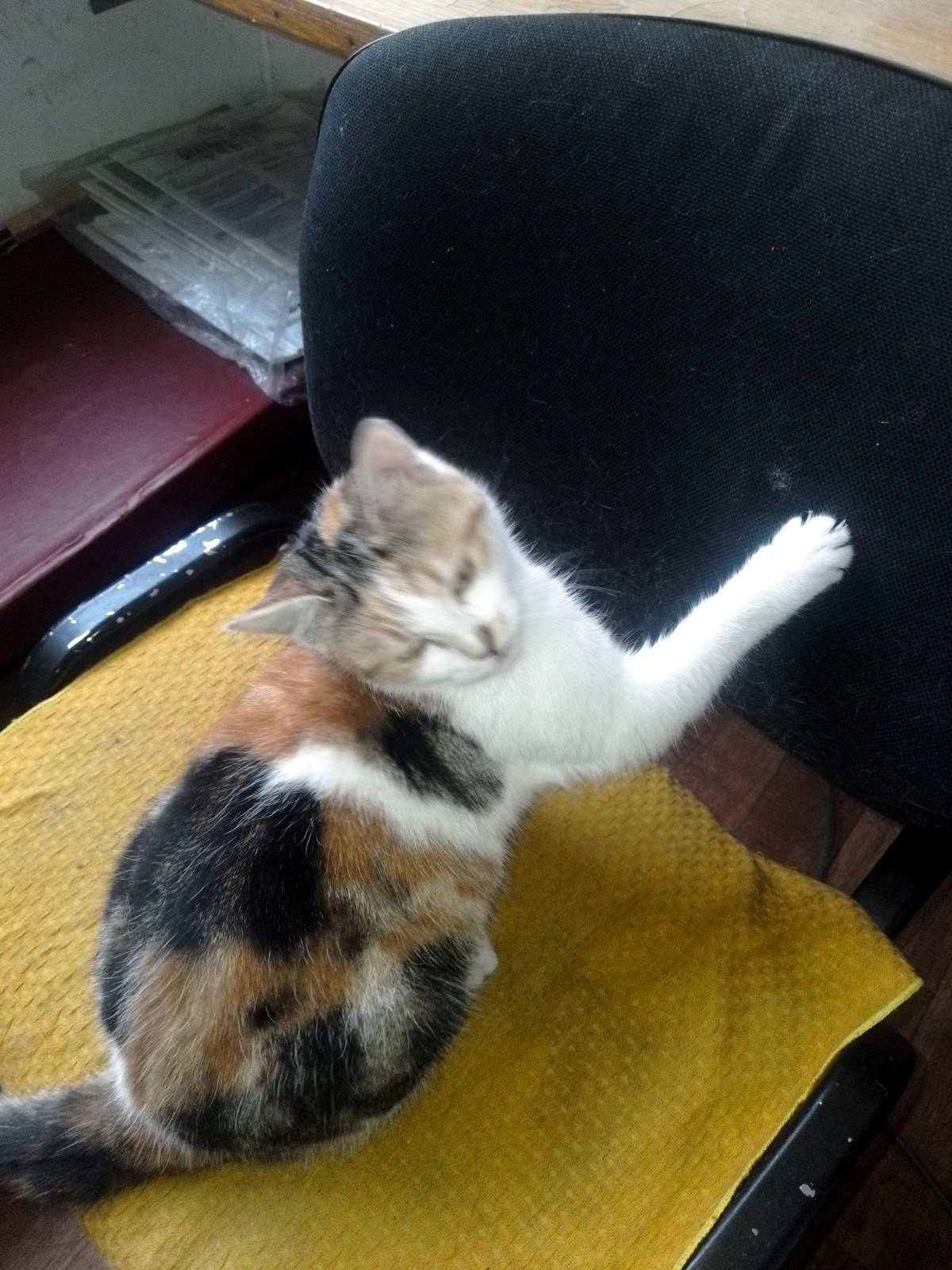 Кошеня Піпетка, 3 міс